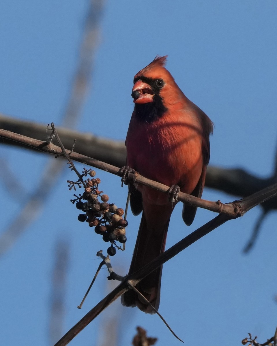 ショウジョウコウカンチョウ - ML646540881