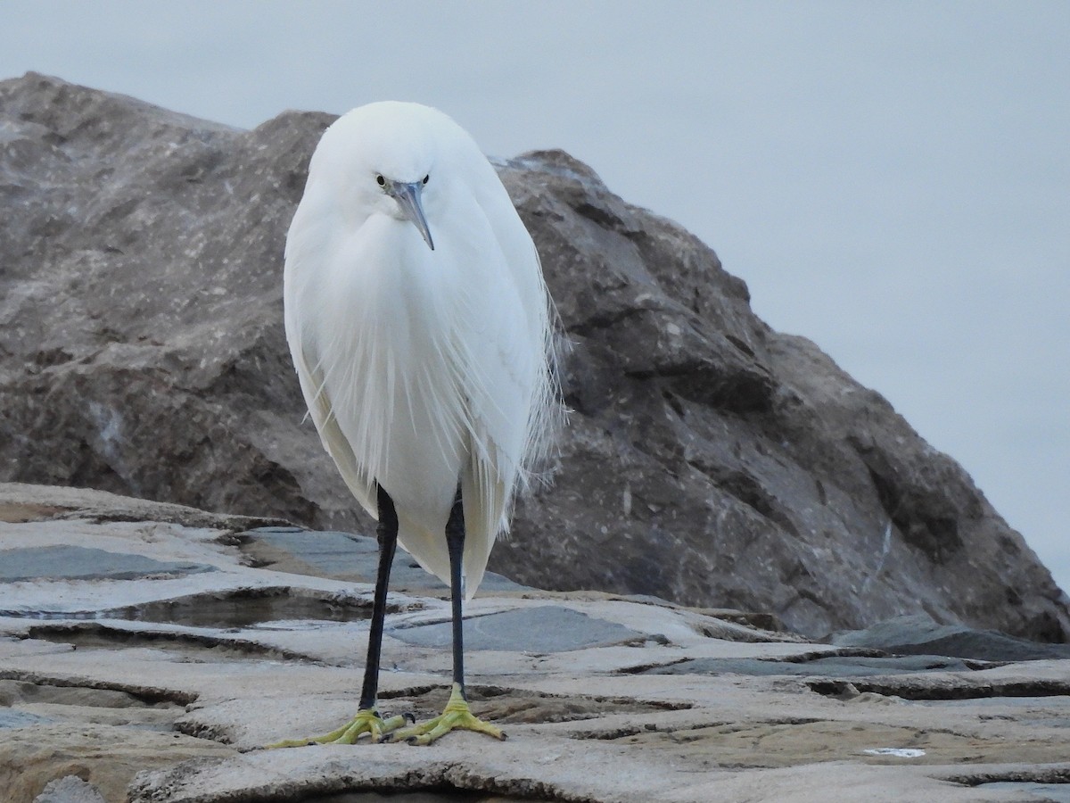 コサギ - ML646540882