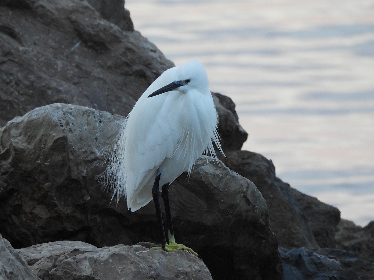 コサギ - ML646540883