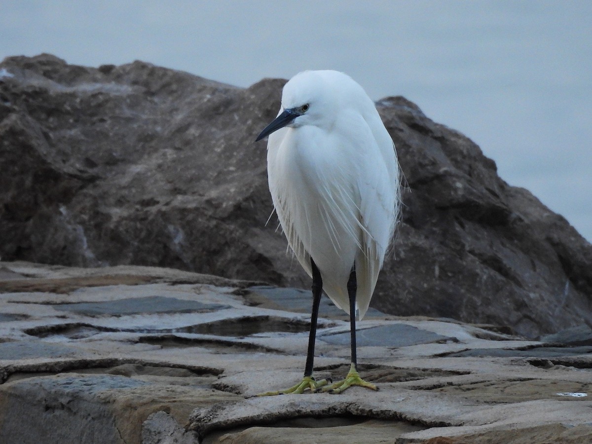 コサギ - ML646540884