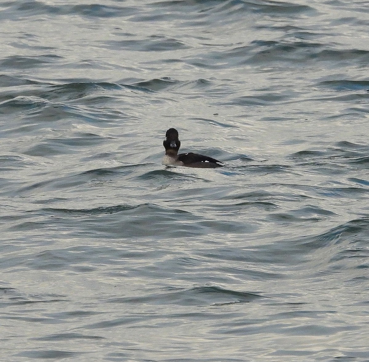 ヒメハジロ - ML646540885