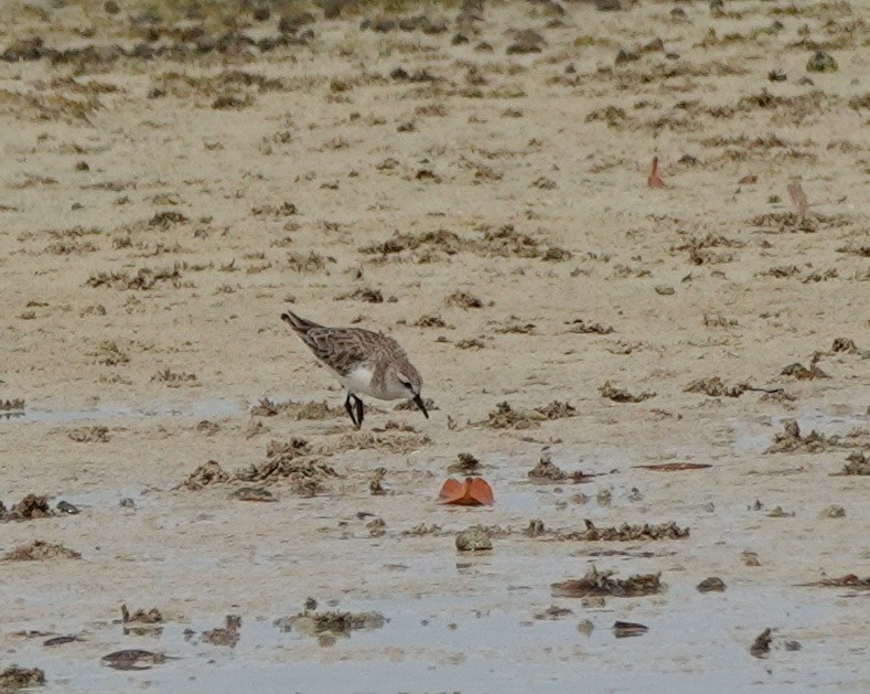 rødstrupesnipe - ML646540886