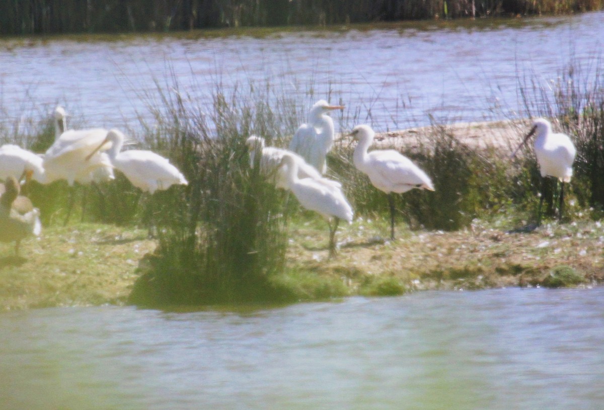 ヘラサギ - ML646540887