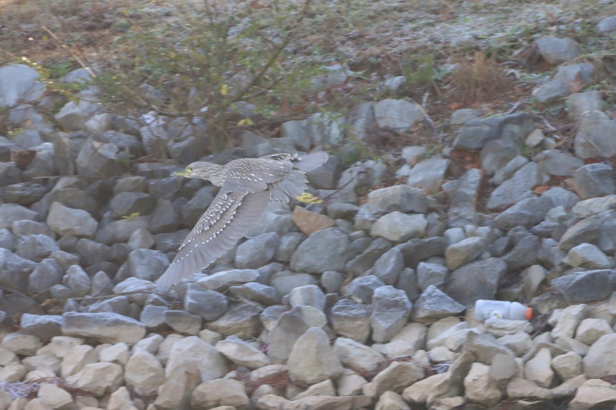 Black-crowned Night Heron - ML646540888