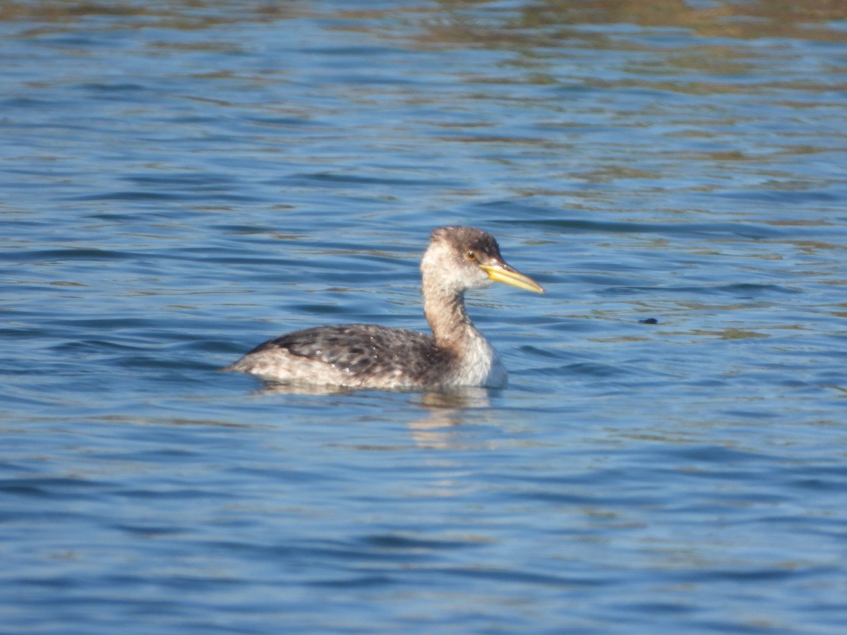 Red-necked Grebe - ML646540890