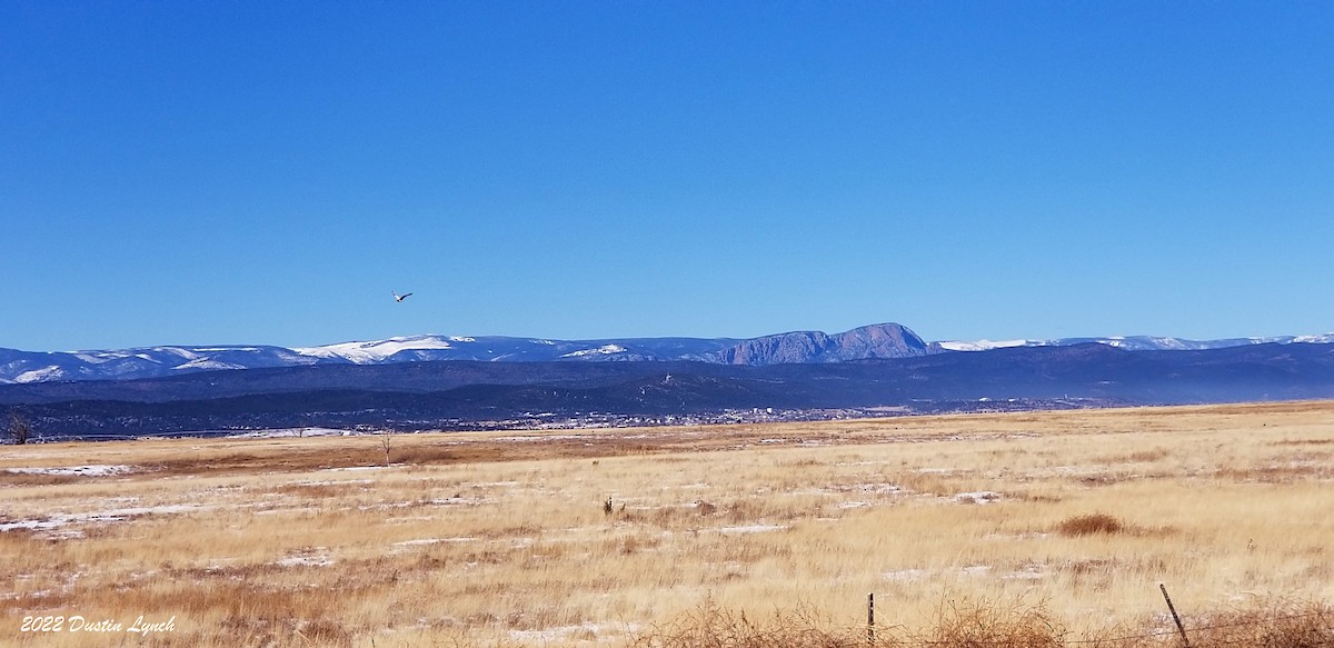 ケアシノスリ - ML646540891