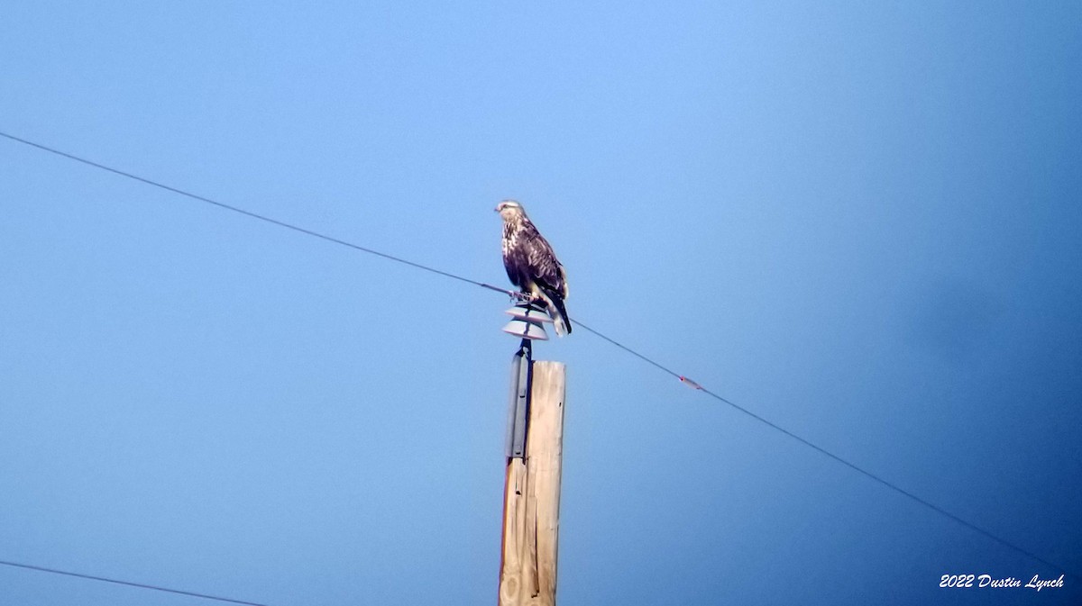 ケアシノスリ - ML646540892