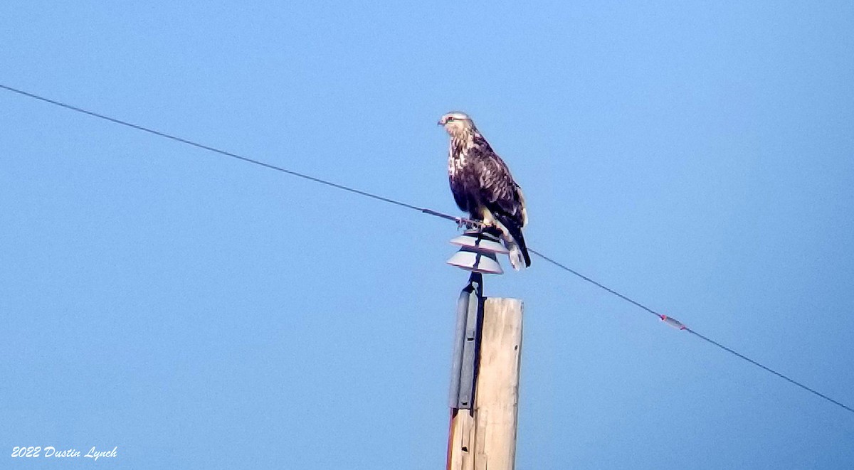 ケアシノスリ - ML646540893