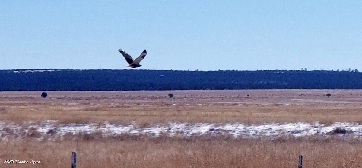 ケアシノスリ - ML646540894