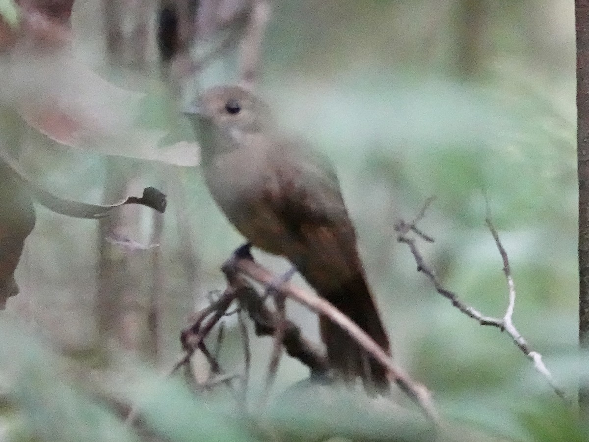 ウスグロアリモズ - ML646540895