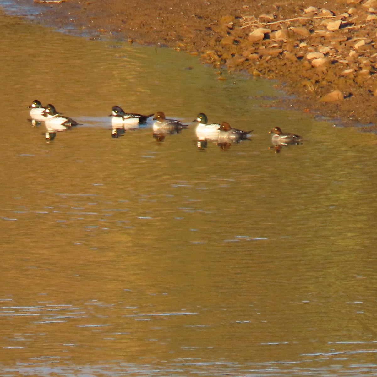 キタホオジロガモ - ML646540897