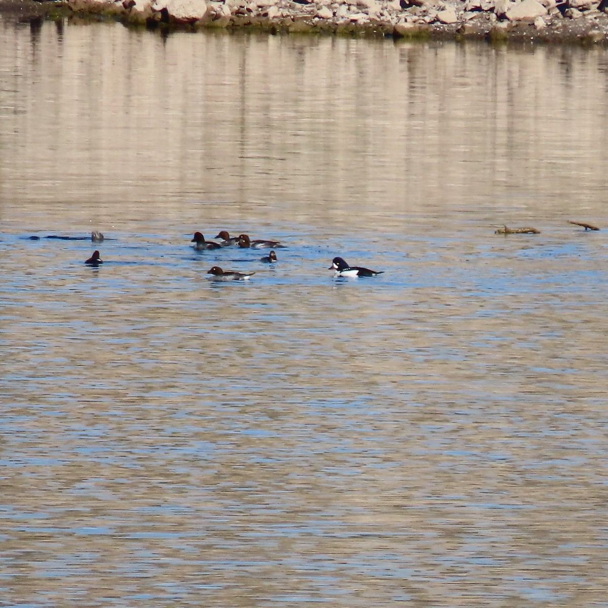 キタホオジロガモ - ML646540898