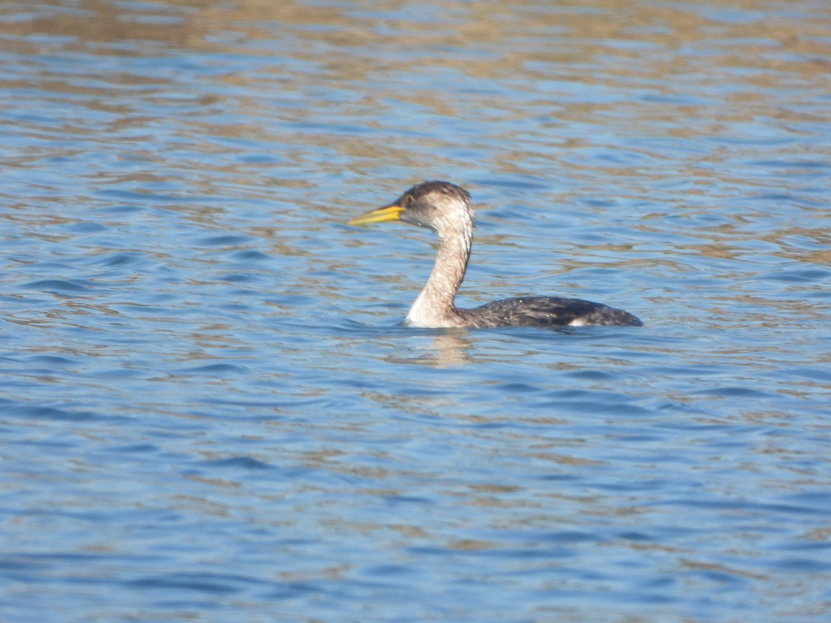Red-necked Grebe - ML646540900
