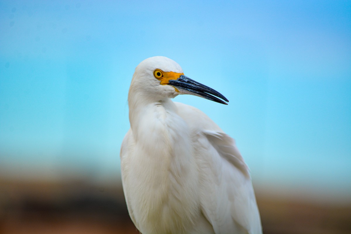 Snowy Egret - ML646540901