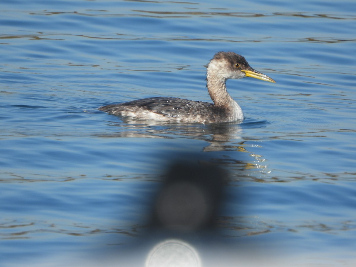 Red-necked Grebe - ML646540902