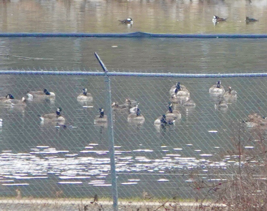 Greater White-fronted Goose - ML646540903