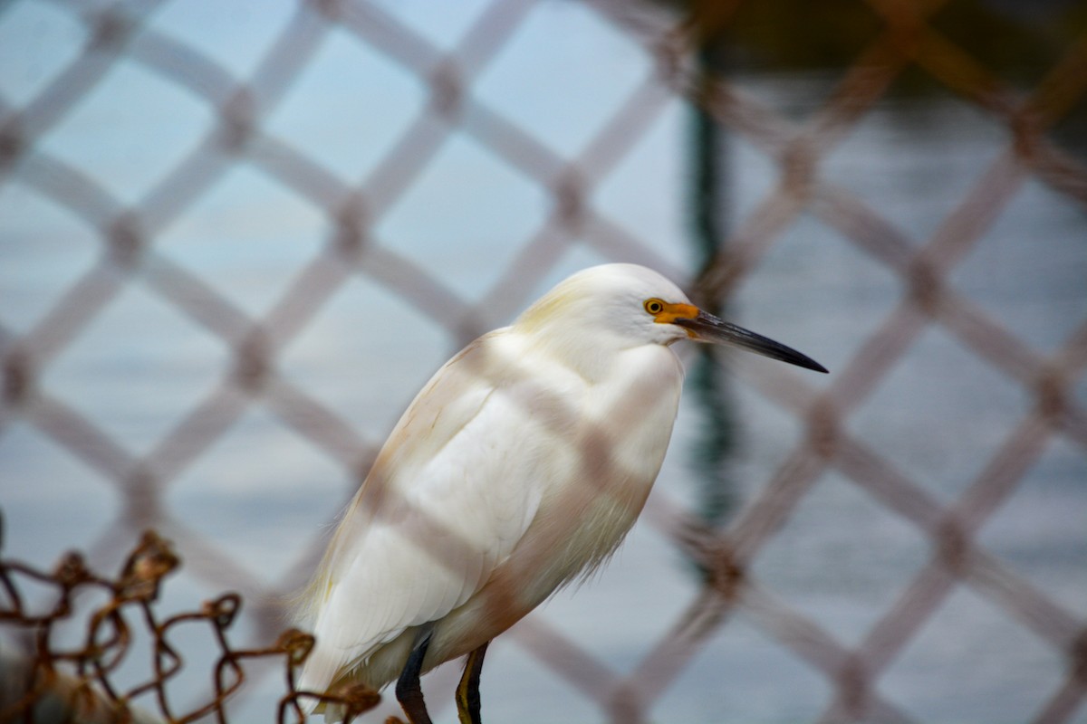 Snowy Egret - ML646540904