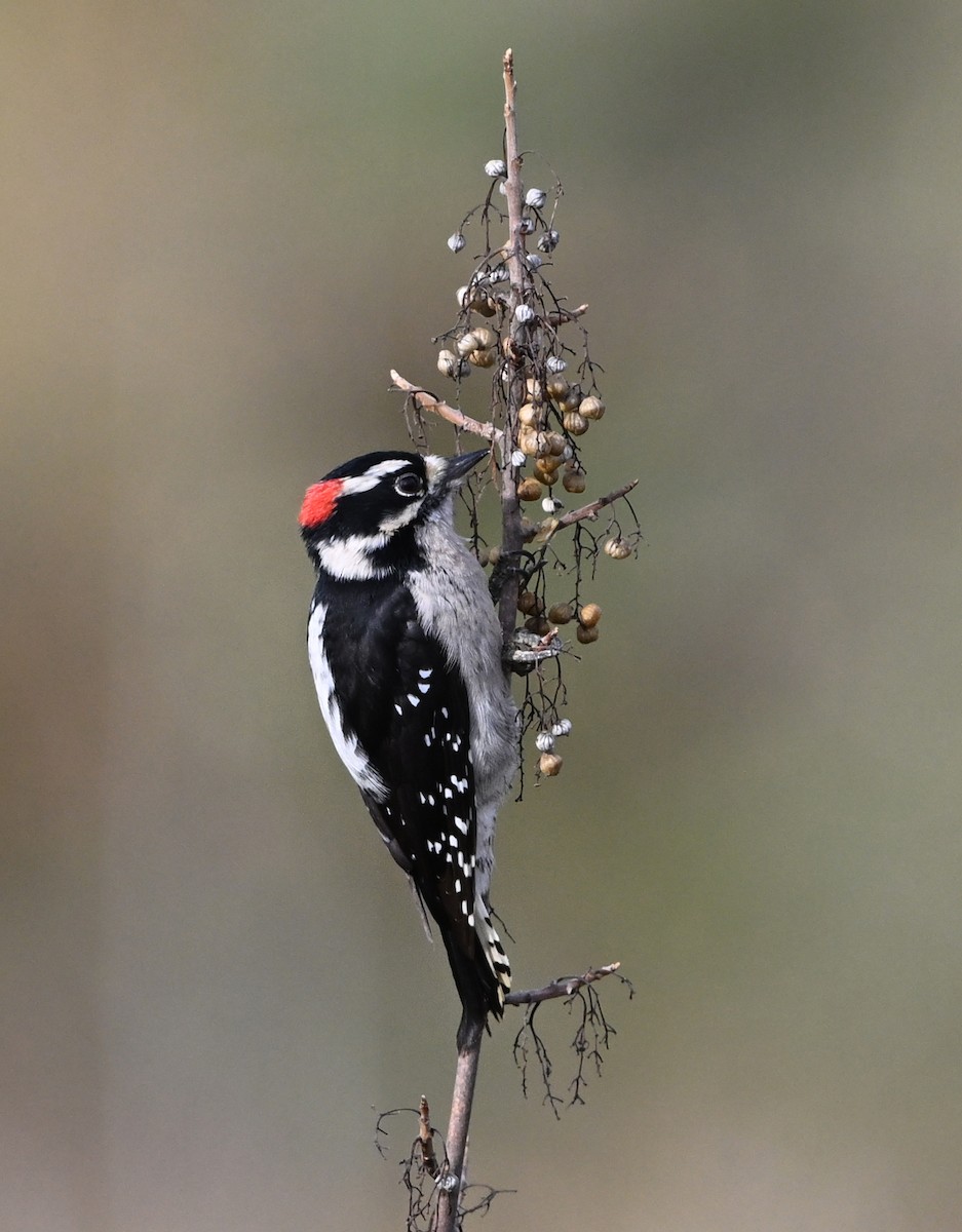 Пушистый дятел - ML646540909