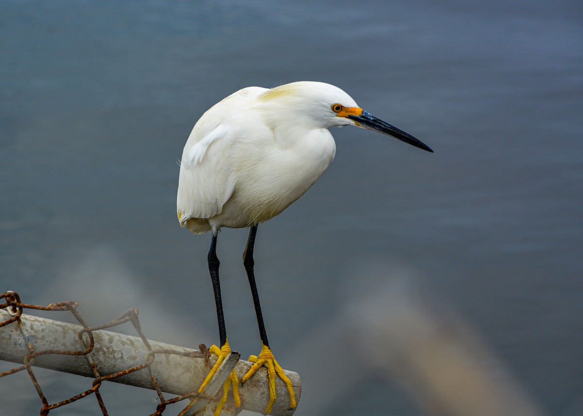 Snowy Egret - ML646540911
