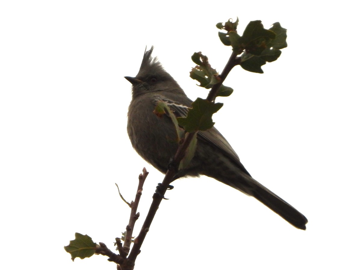 Phainopepla - ML646540912