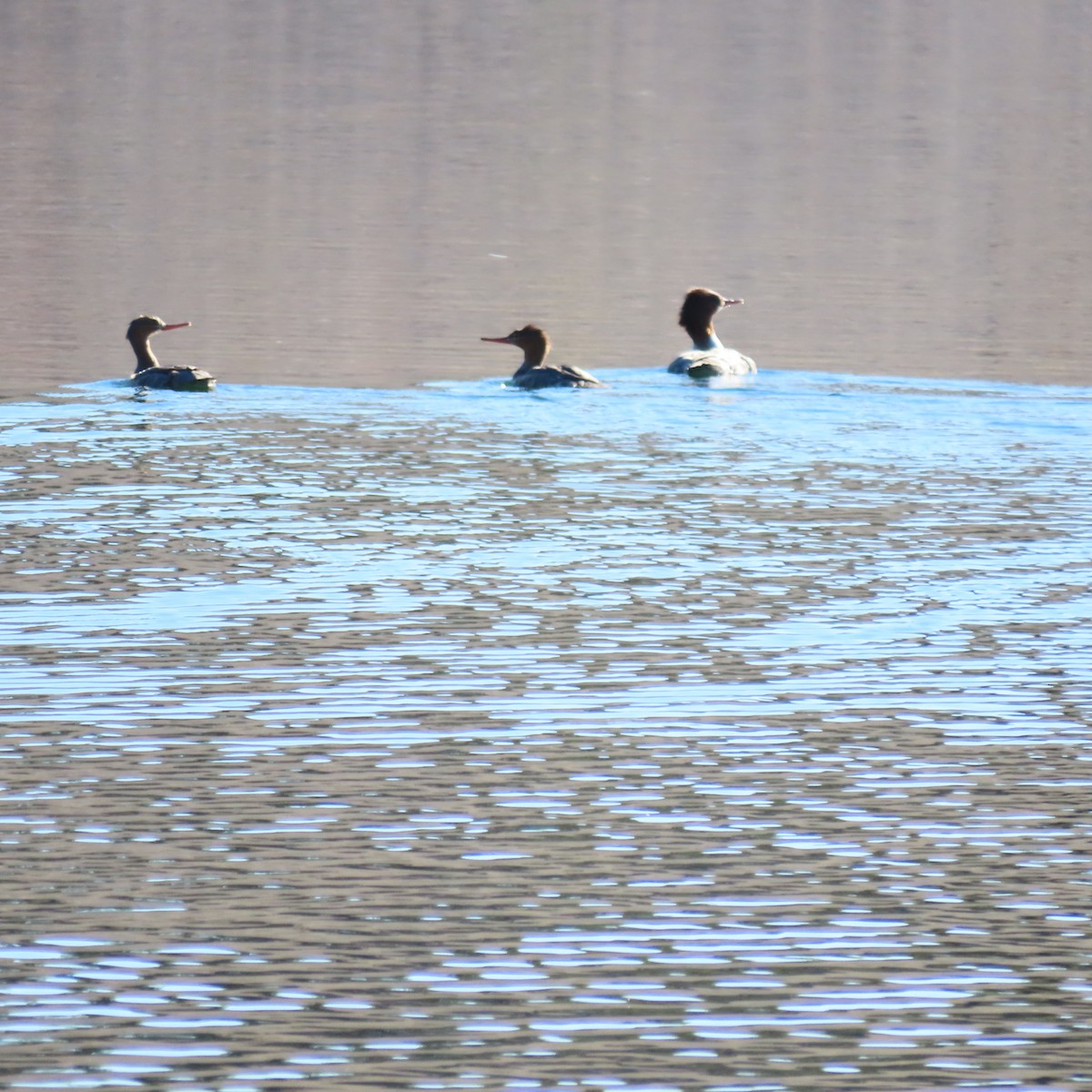 ウミアイサ - ML646540920