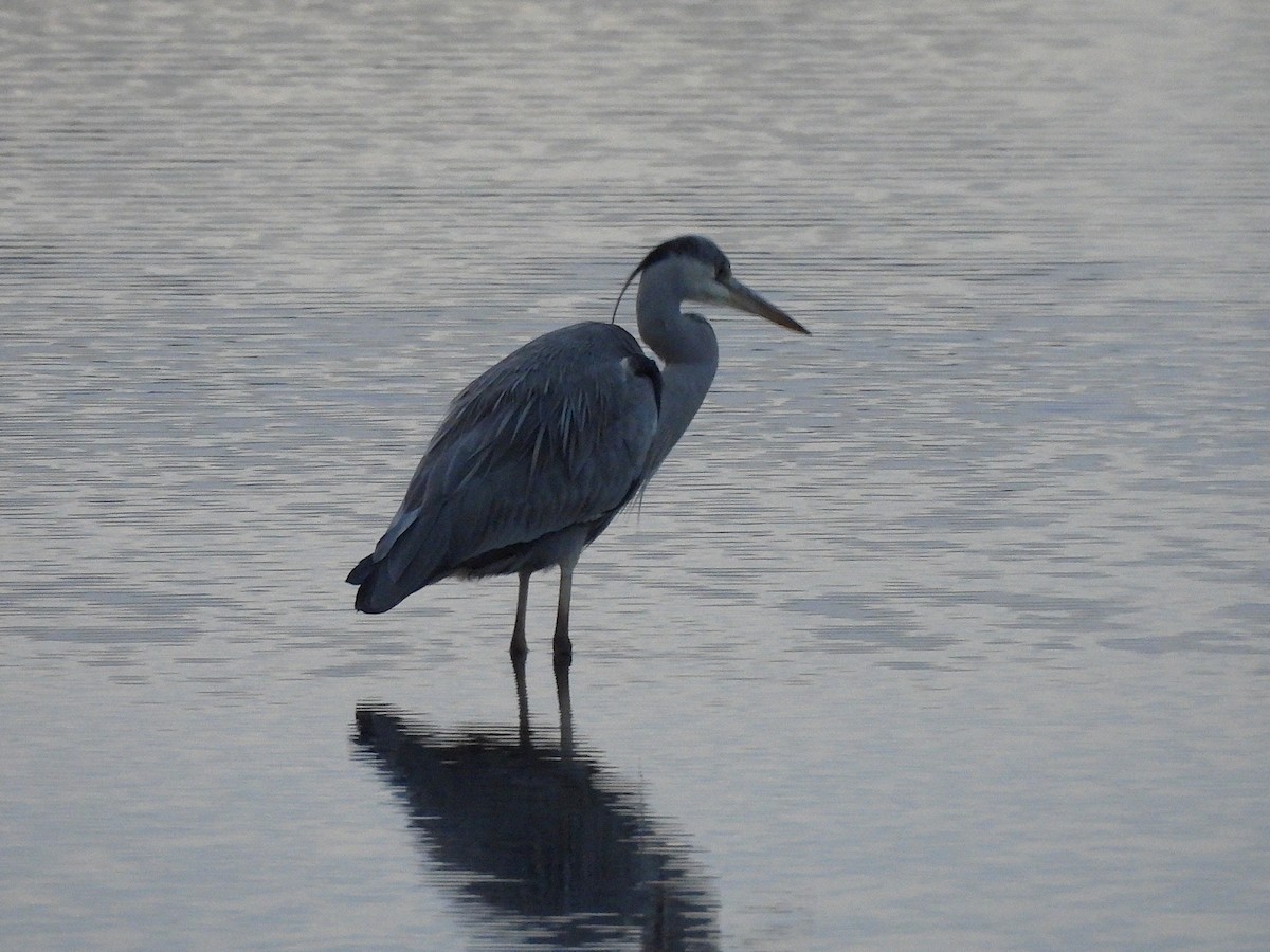 Gray Heron - ML646540922