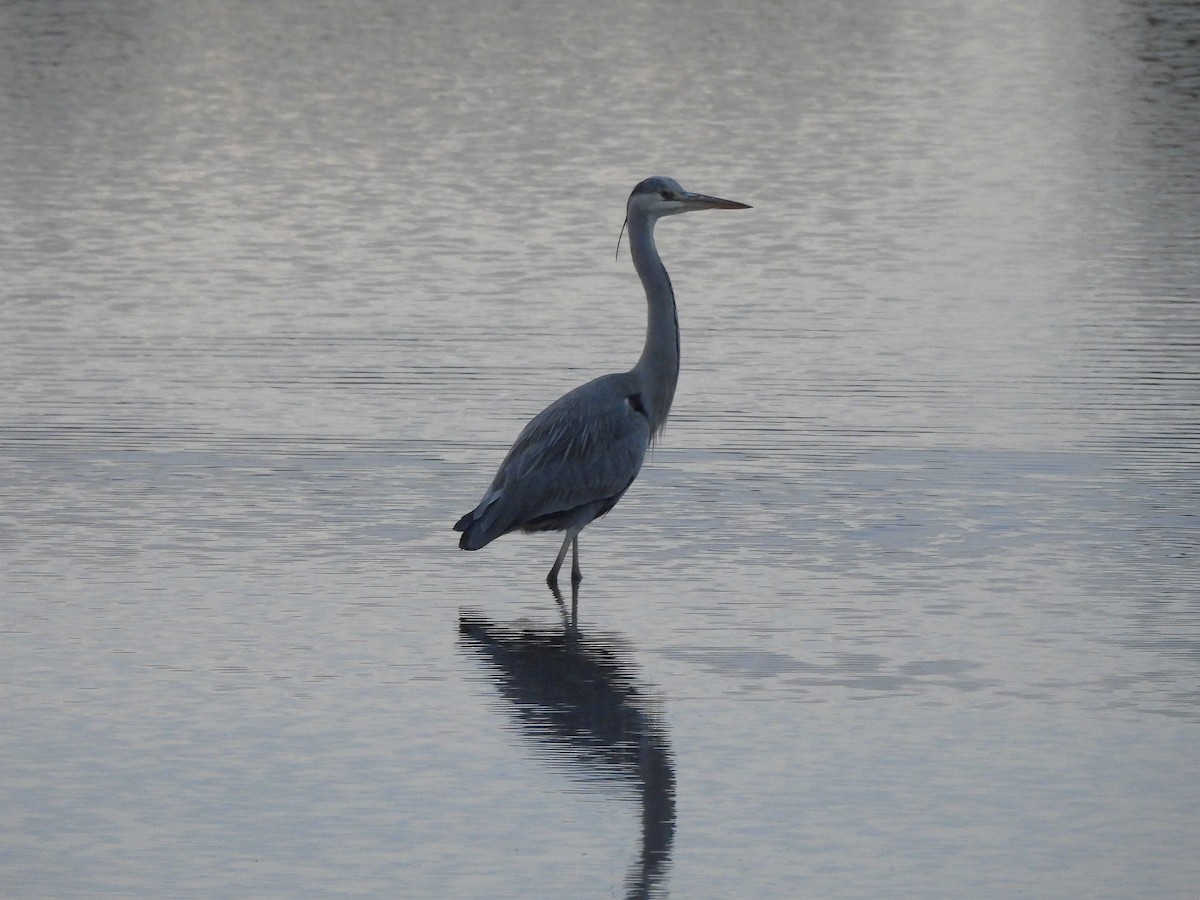 Gray Heron - ML646540923