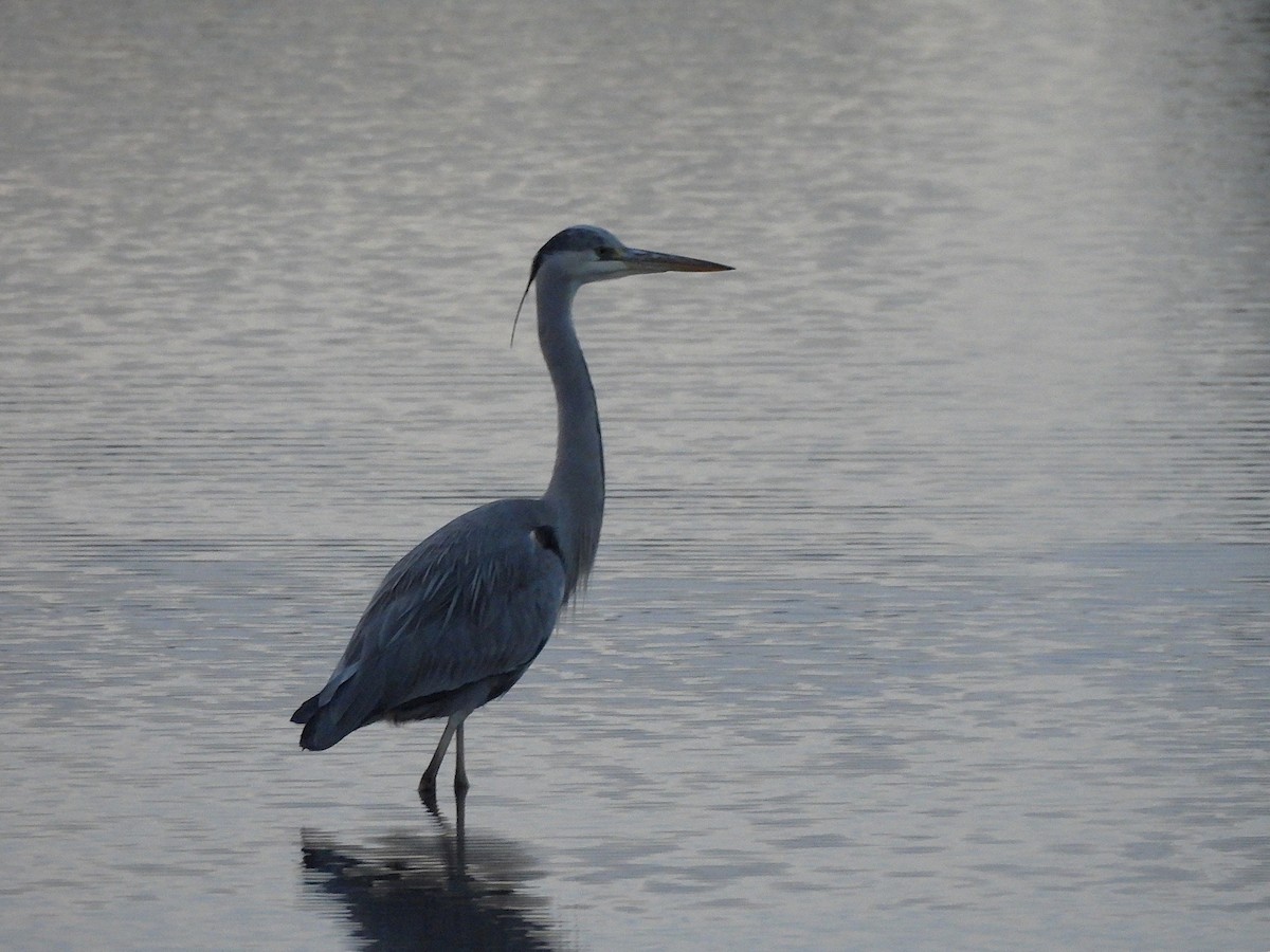 Gray Heron - ML646540925