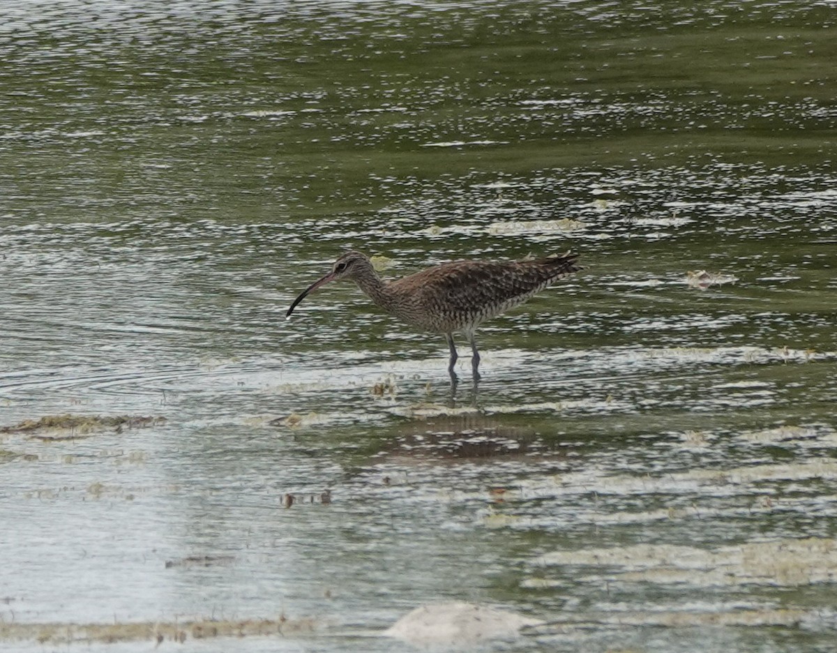 småspove (variegatus/rogachevae) - ML646540927