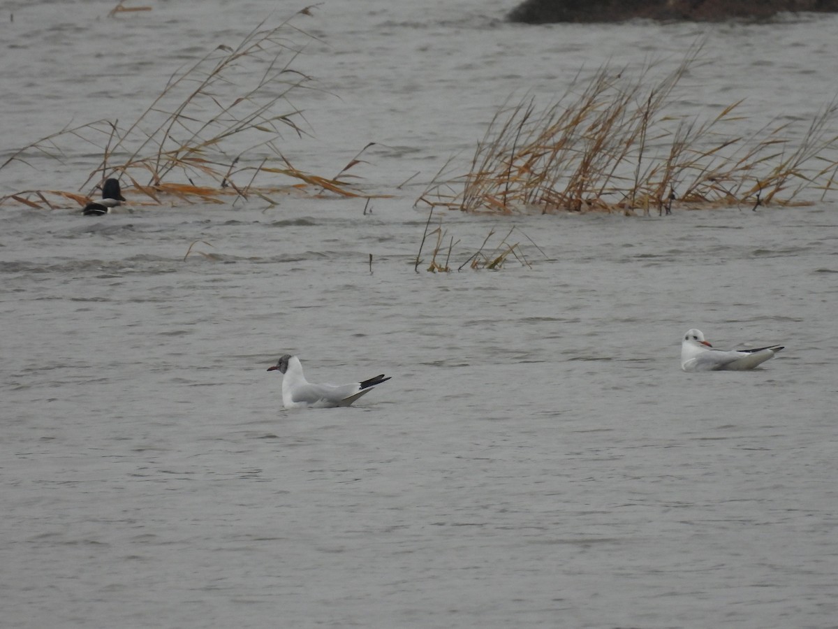 racek chechtavý - ML646540928