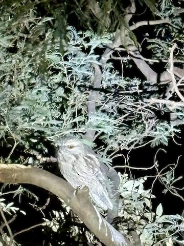 Tawny Frogmouth - ML646540931