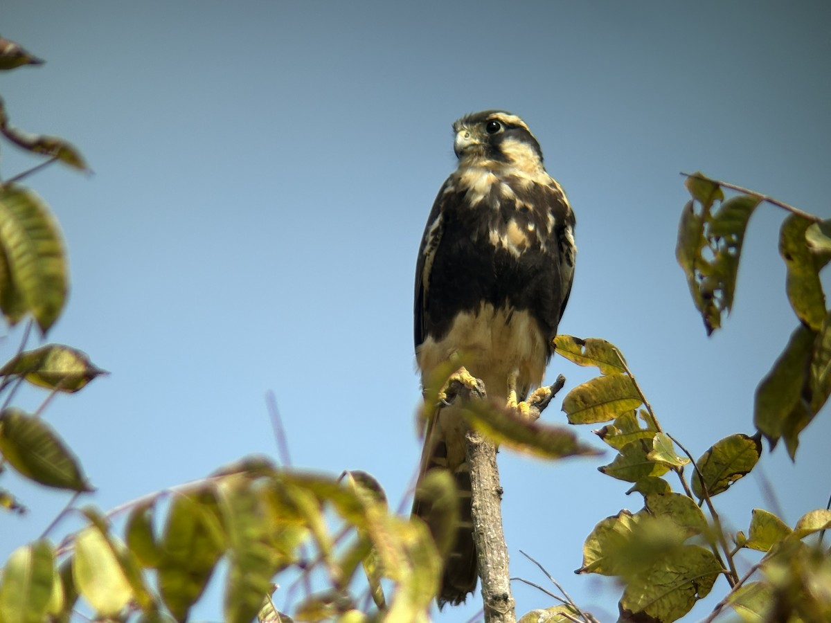 Aplomado Falcon - ML646540932