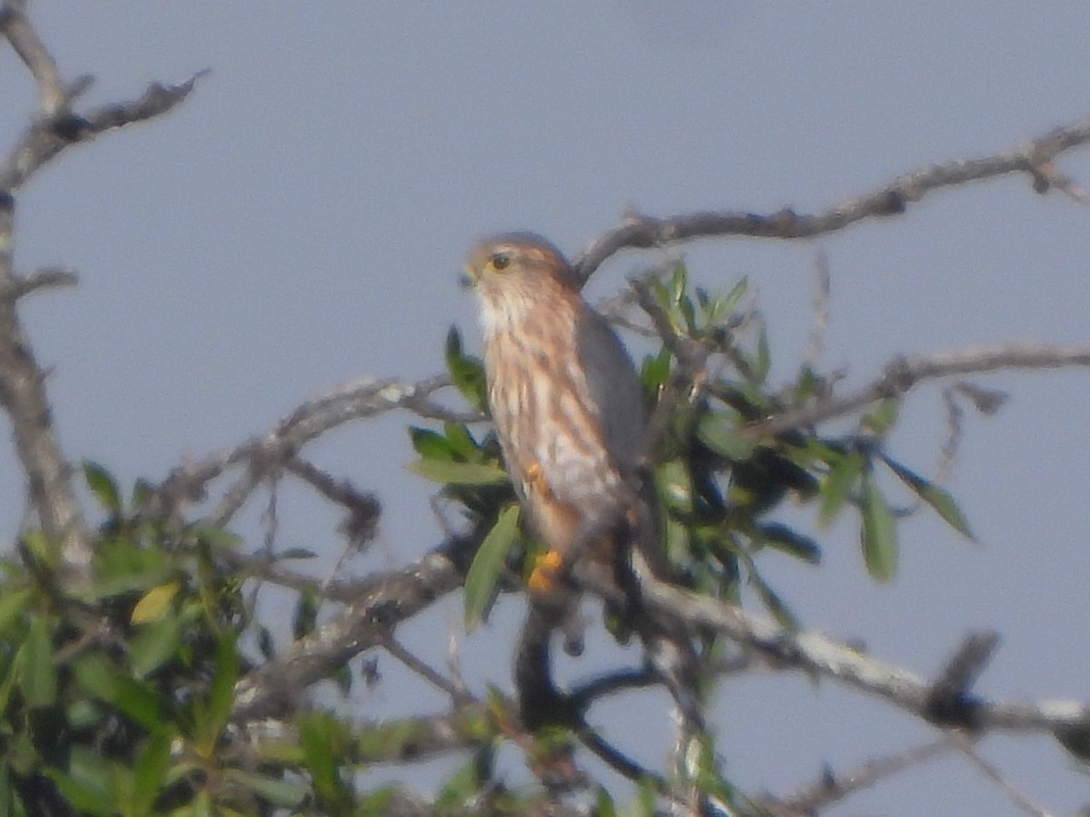 Boz Doğan - ML646540933