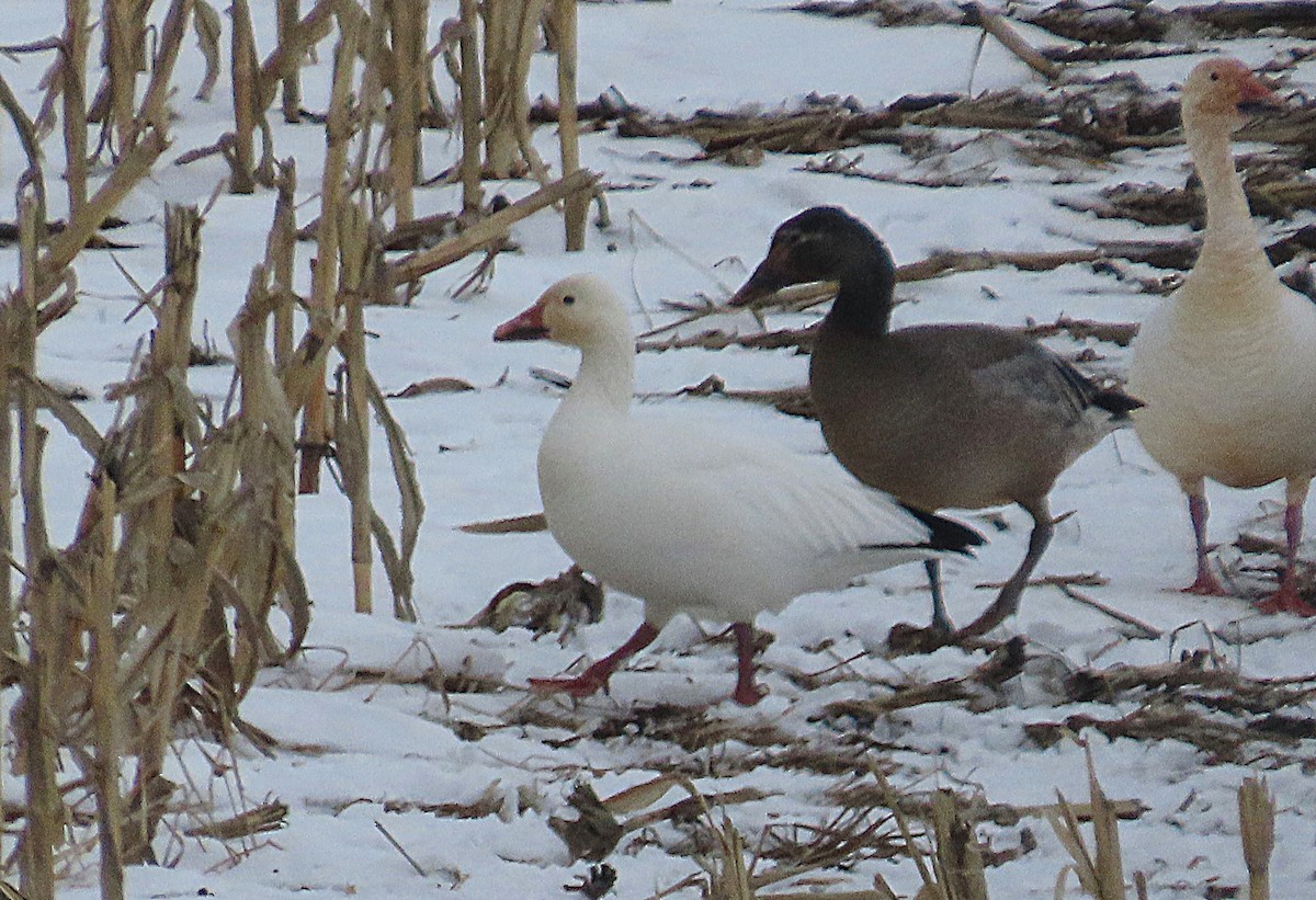 Snow Goose - ML646540943