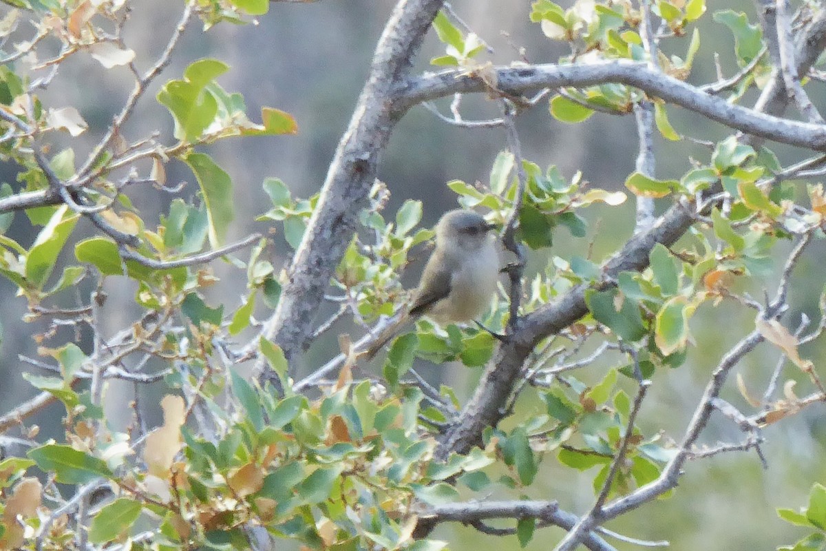 Bushtit - ML646540944
