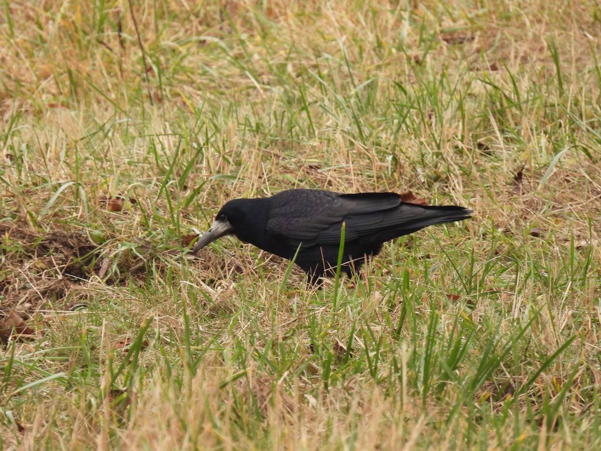 havran polní - ML646540946