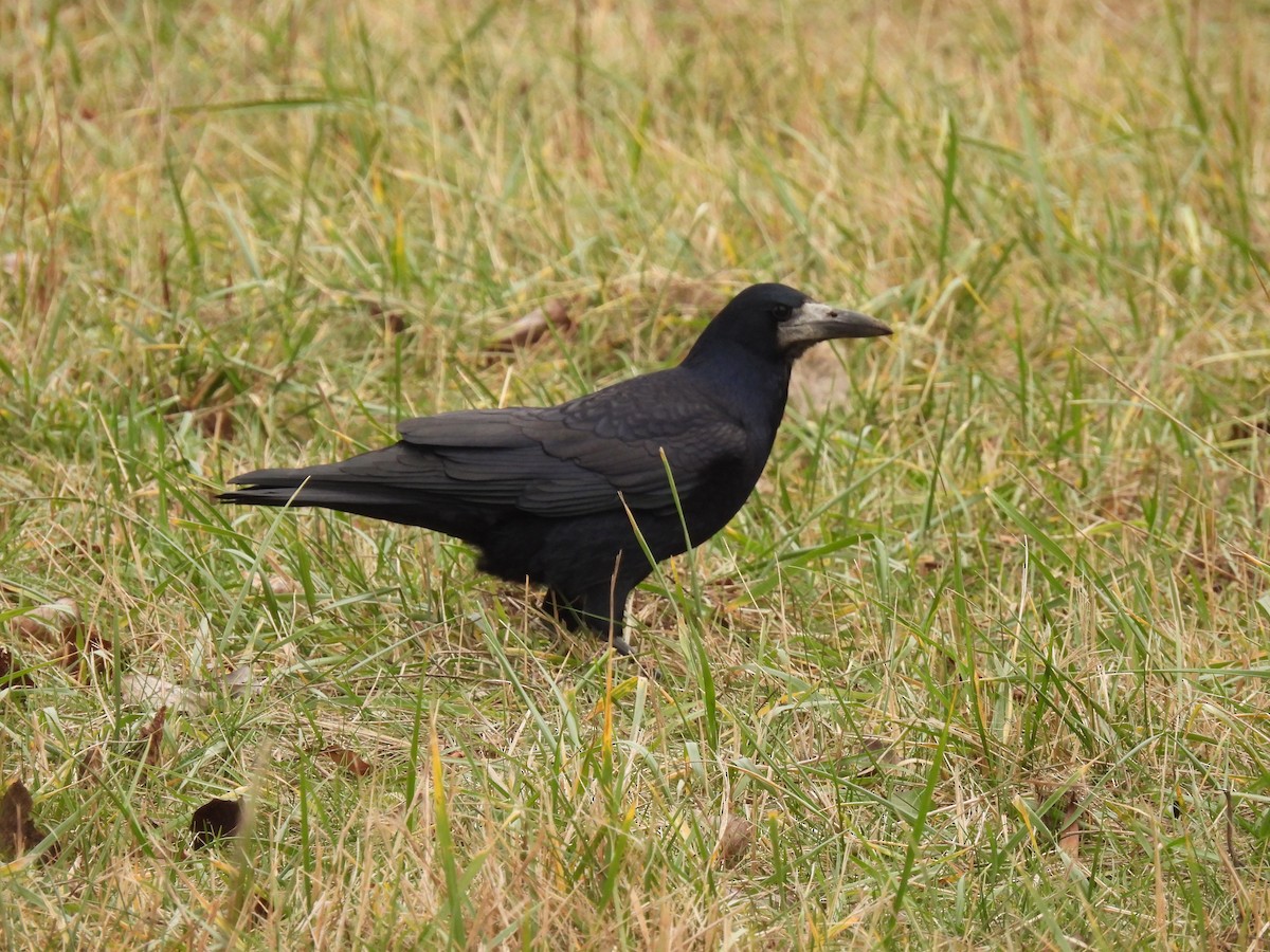 havran polní - ML646540947