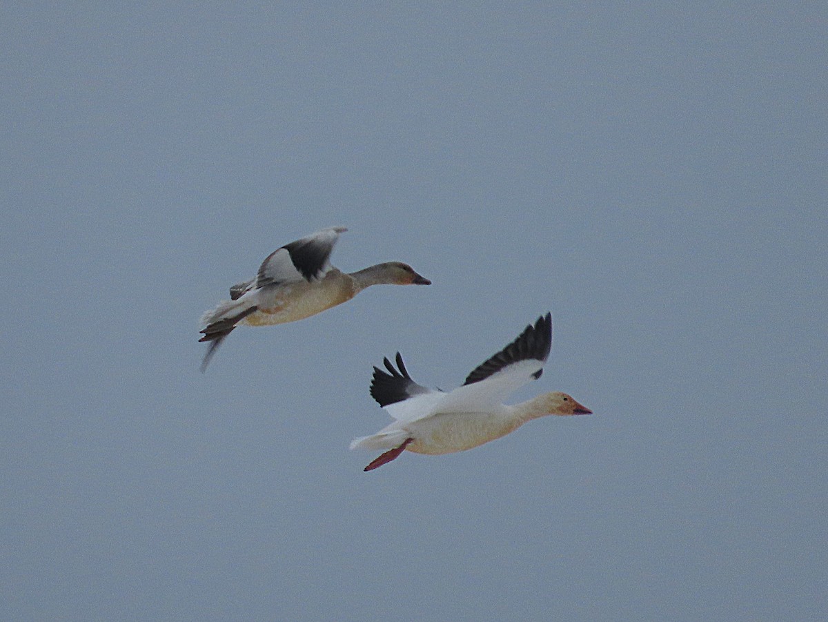 Snow Goose - ML646540948