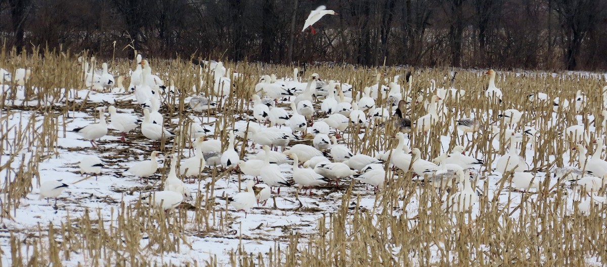 Snow Goose - ML646540949