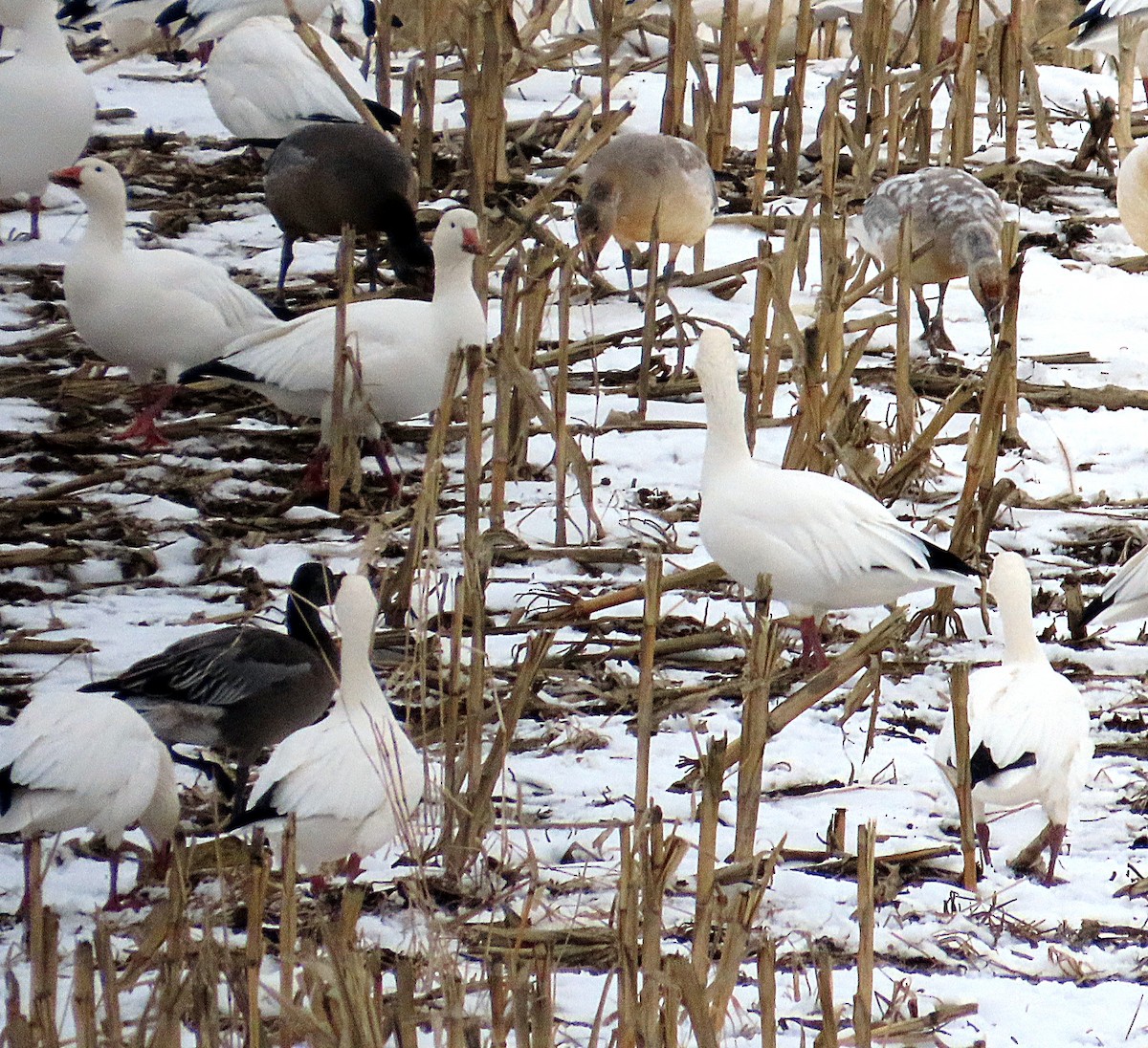 Snow Goose - ML646540950