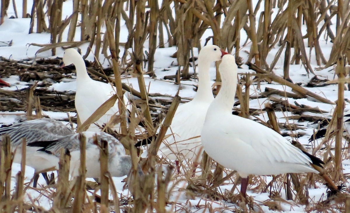 Snow Goose - ML646540951