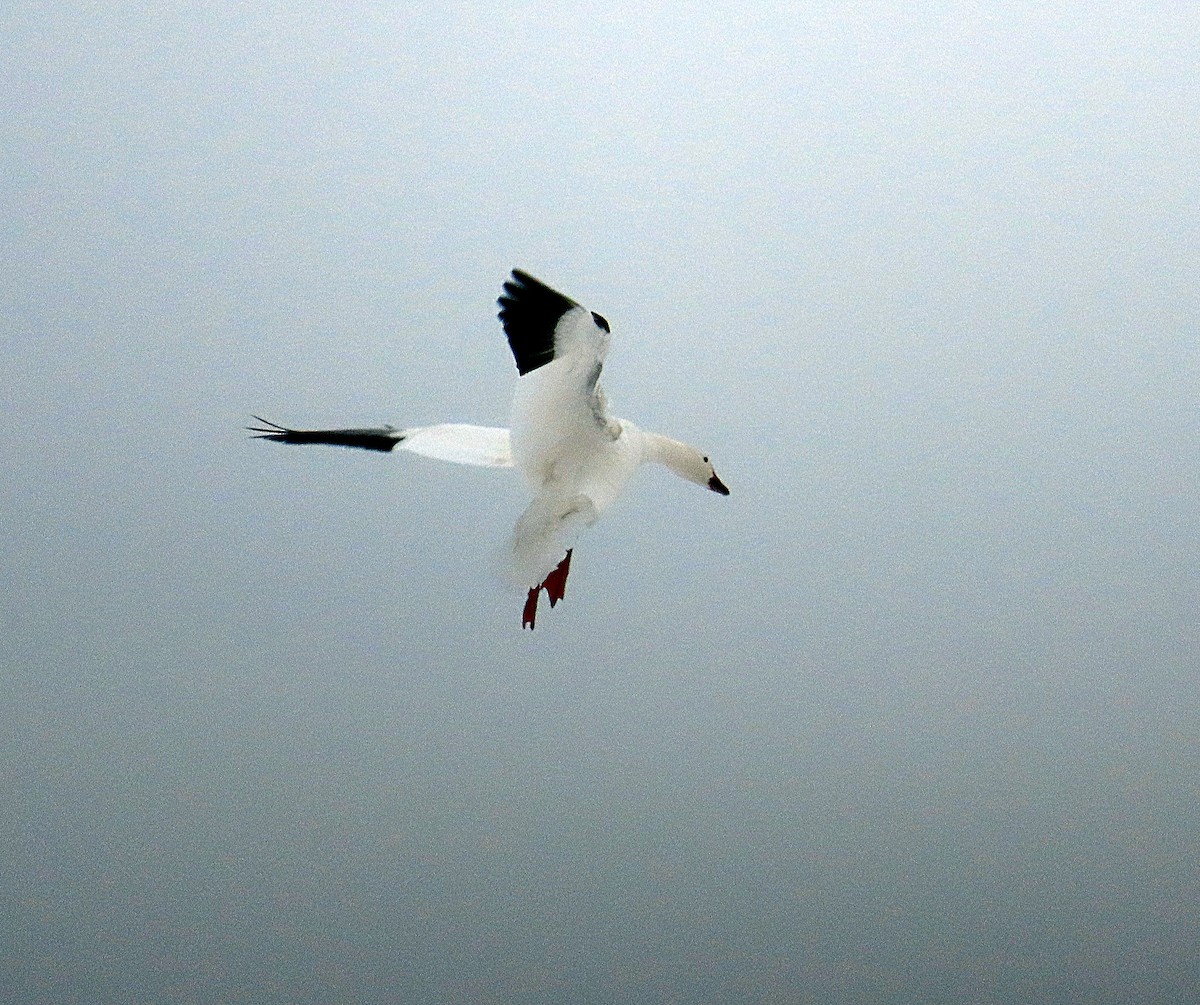 Snow Goose - ML646540952