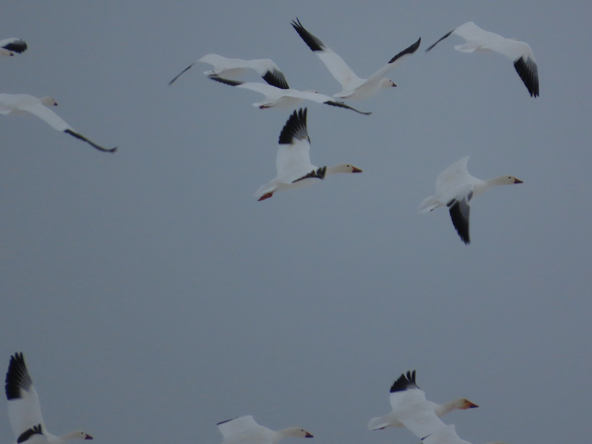 Snow Goose - ML646540953