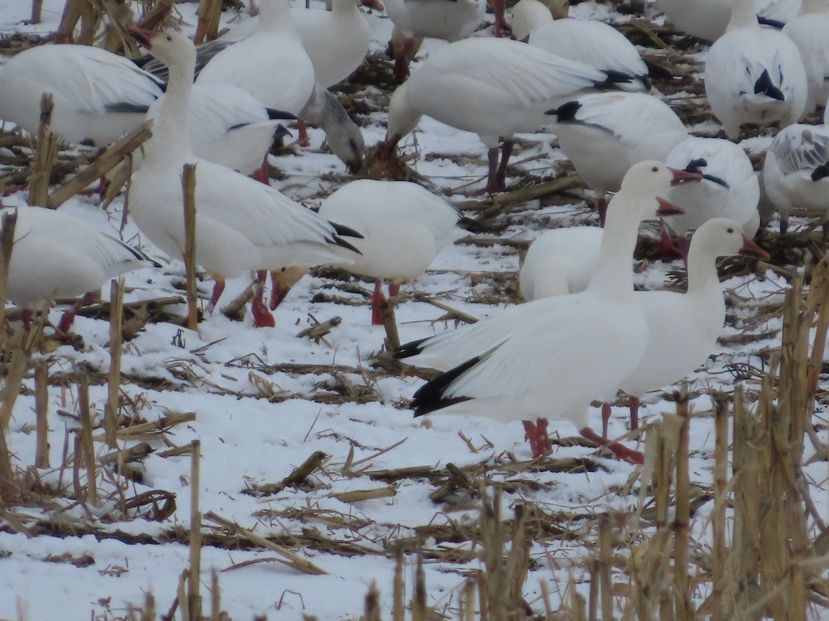 Snow Goose - ML646540954