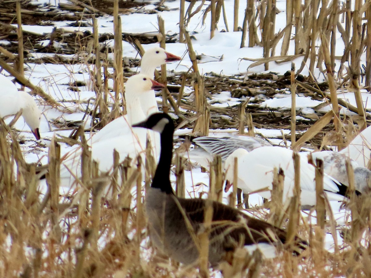 Snow Goose - ML646540955