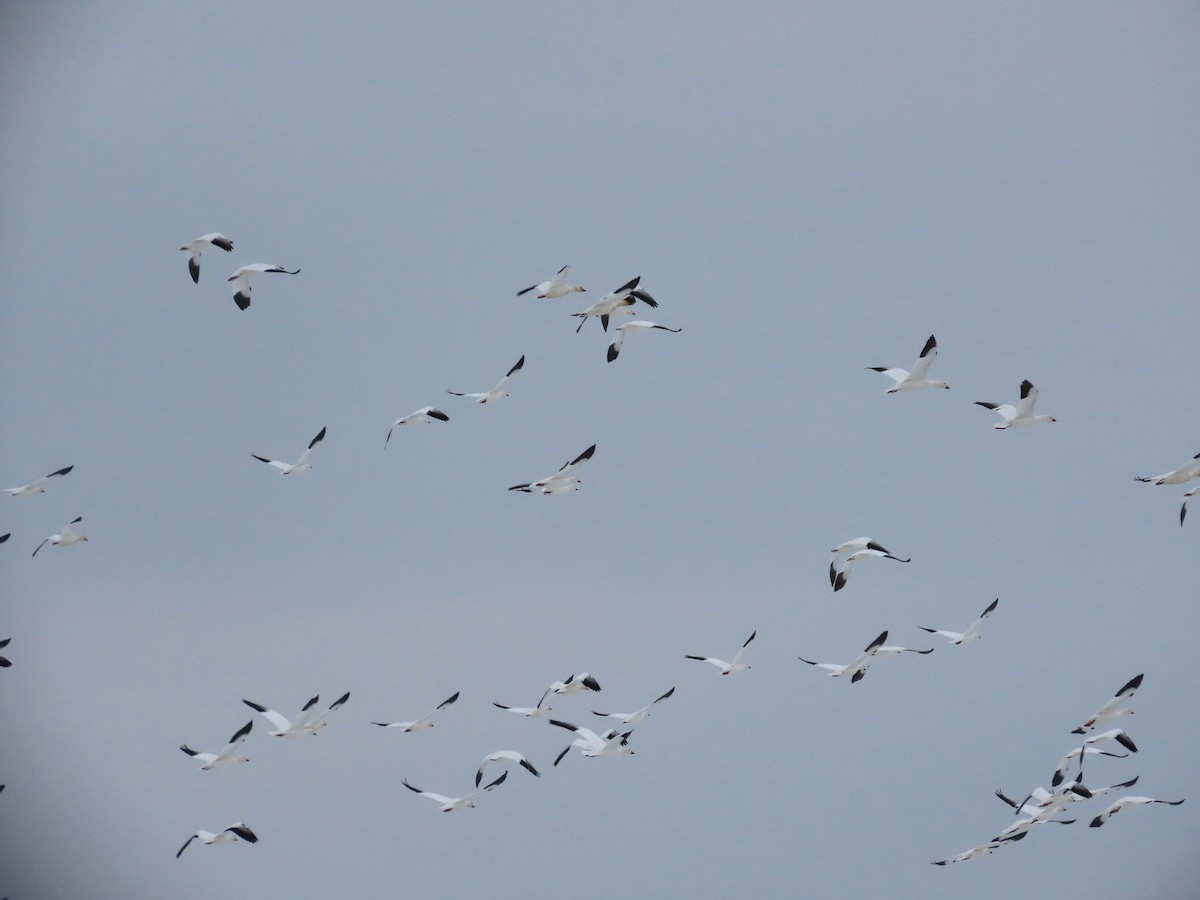 Snow Goose - ML646540956