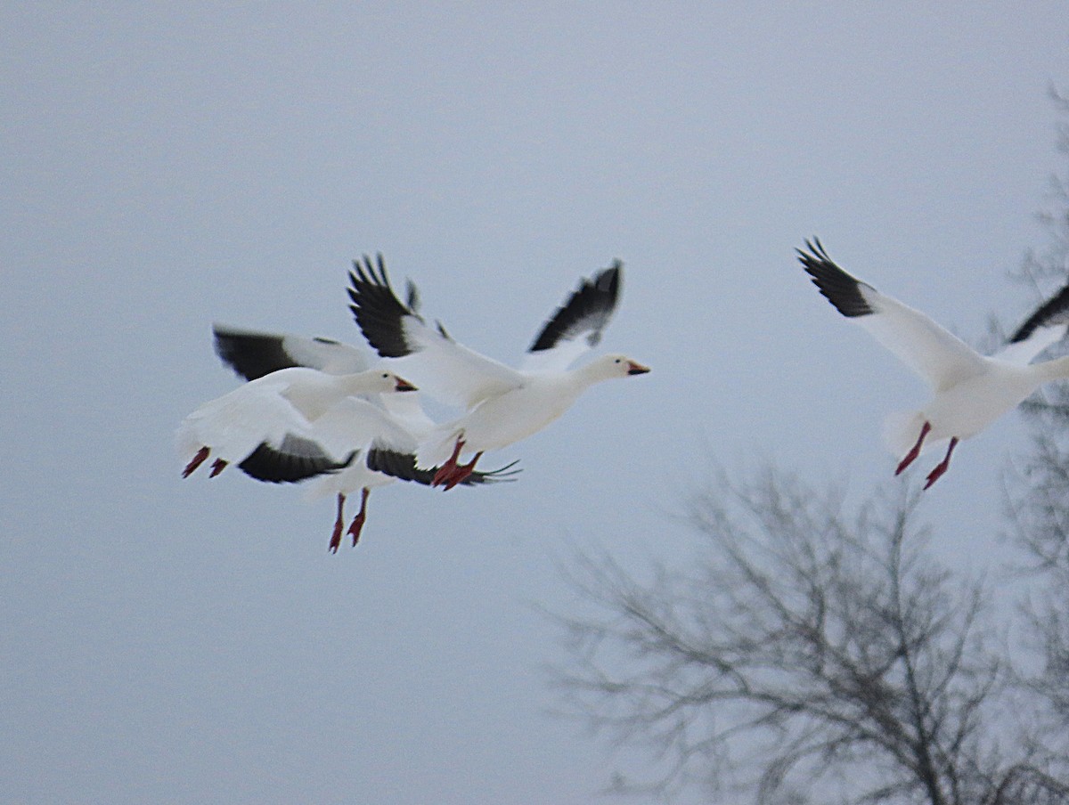 Snow Goose - ML646540957