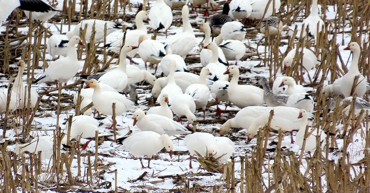 Snow Goose - ML646540958