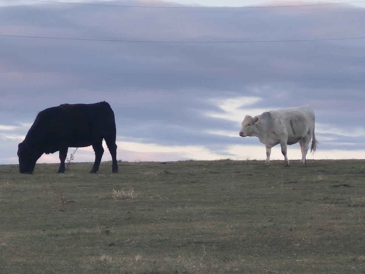 Animals - ML646540962