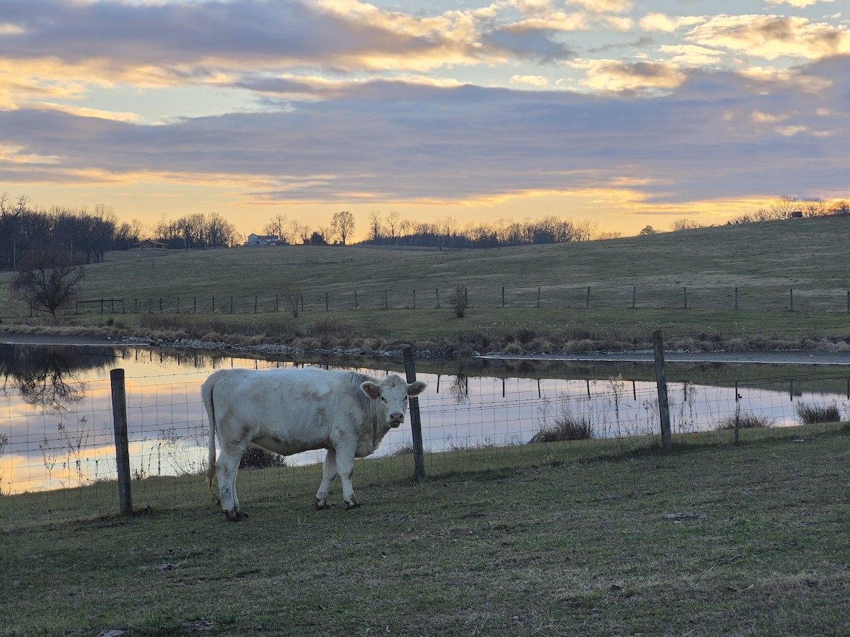 Animals - ML646540963